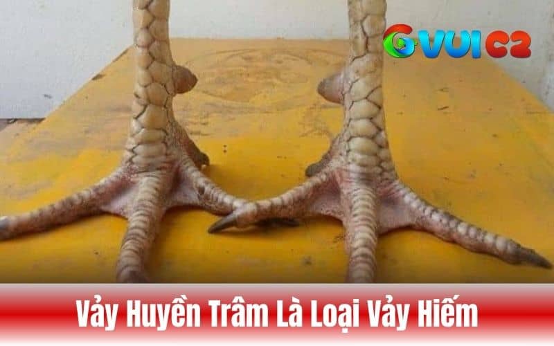 Rất khó để nhân giống lứa gà sau có vảy huyền trâm Rất khó để nhân giống lứa gà sau có vảy huyền trâm