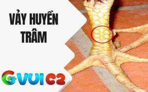 Vảy Huyền Trâm