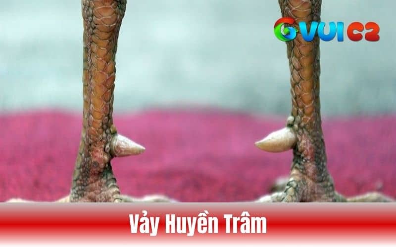 Vảy huyền trâm là vảy mọc sau cựa và có hình dạng như giọt nước hoặc kim nhọn Vảy huyền trâm là vảy mọc sau cựa và có hình dạng như giọt nước hoặc kim nhọn