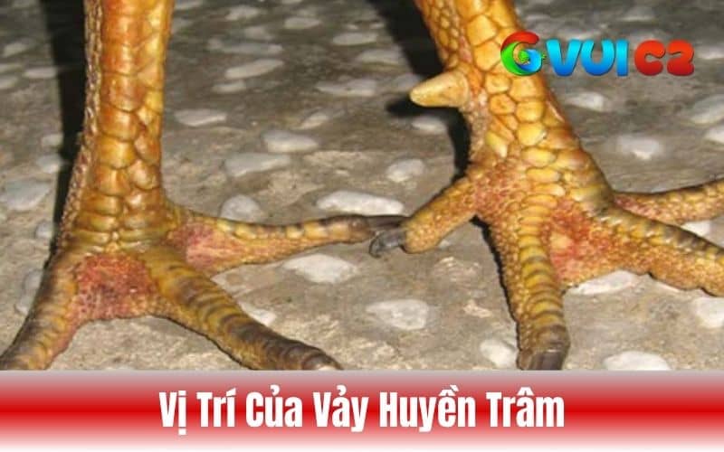 Vảy huyền trâm thường nằm sát cựa hoặc cách cựa một khoảng ngắn Vảy huyền trâm thường nằm sát cựa hoặc cách cựa một khoảng ngắn