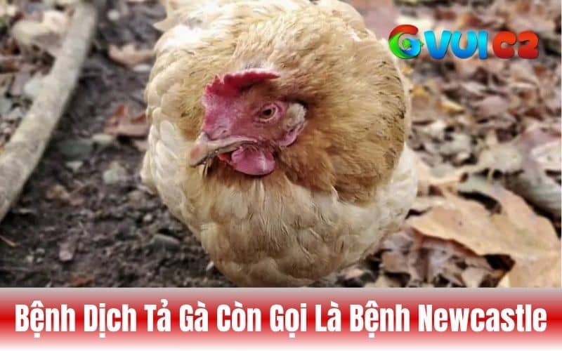 Bệnh dịch tả gà là bệnh truyền nhiễm do virus gây gà
