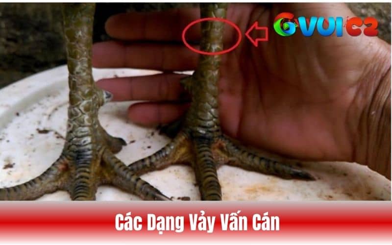 Các dạng vảy vấn cán thường gặp được các sư kê truyền tai nhau Các dạng vảy vấn cán thường gặp được các sư kê truyền tai nhau