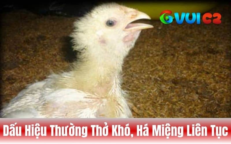 Các dấu hiệu nhận biết gà bị khò khè và lên đờm Các dấu hiệu nhận biết gà bị khò khè và lên đờm