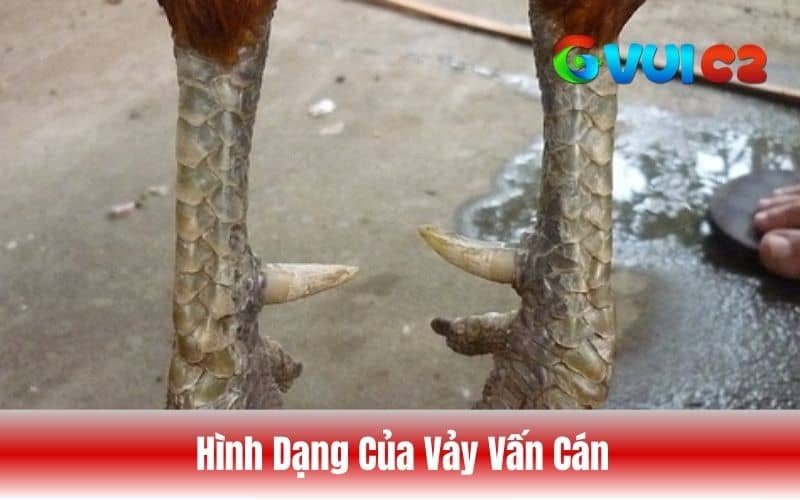 Các hình dạng của vảy vấn cán Các hình dạng của vảy vấn cán