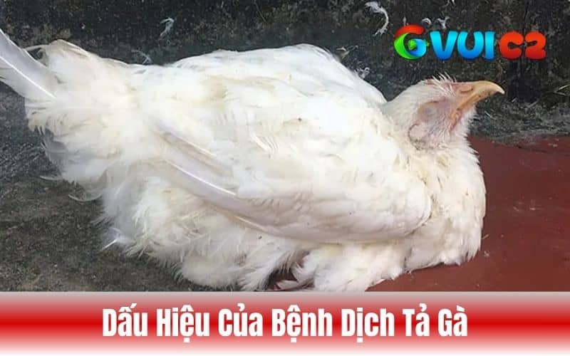 Các triệu chứng thường thấy khi gà bệnh dịch tả