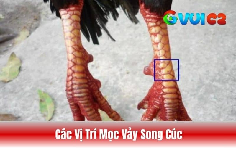 Các vị trí mọc vảy song cúc trên chân gà chọi