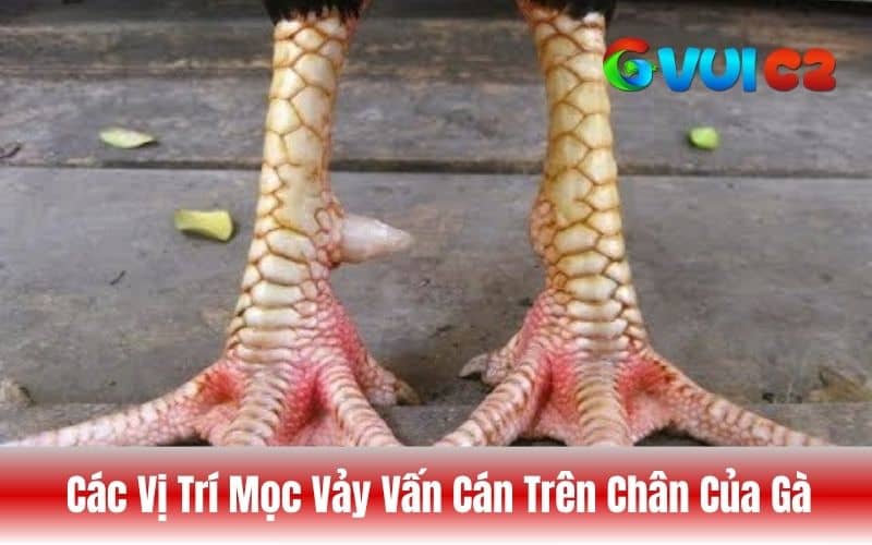 Các vị trí mọc vảy vấn cán trên chân gà chọi Các vị trí mọc vảy vấn cán trên chân gà chọi