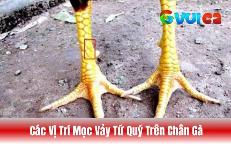 Các vị trí trên chân gà có thể xuất hiện vảy tứ quý Các vị trí trên chân gà có thể xuất hiện vảy tứ quý
