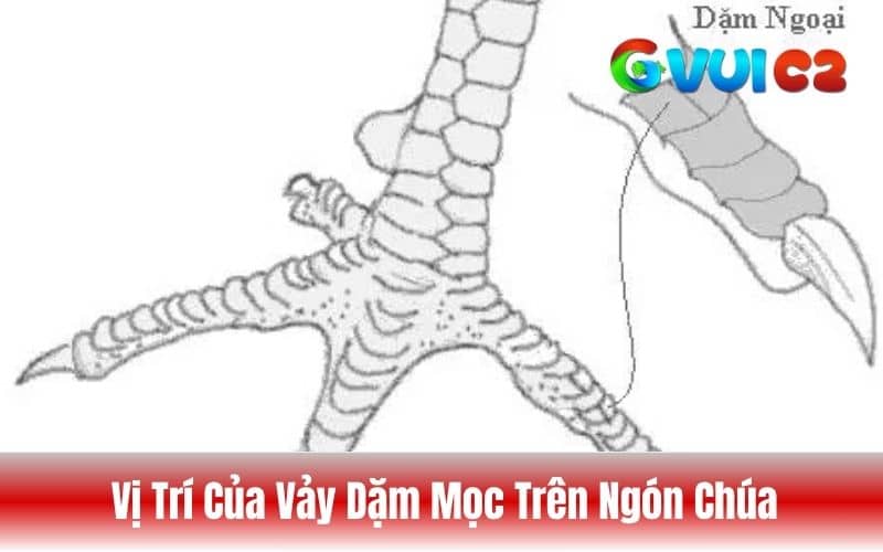 Các vị trí vảy dặm có thể mọc trên ngón chúa của gà chọi Các vị trí vảy dặm có thể mọc trên ngón chúa của gà chọi