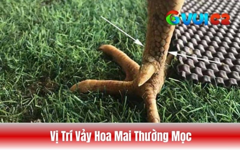 Các vị trí vảy hoa mai mọc trên chân gà Các vị trí vảy hoa mai mọc trên chân gà