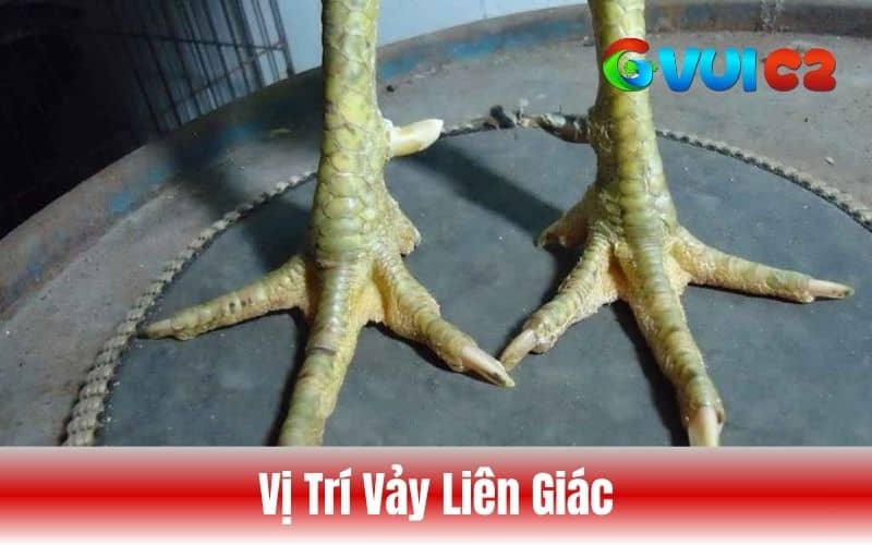 Các vị trí vảy liên giáp thường xuất hiện