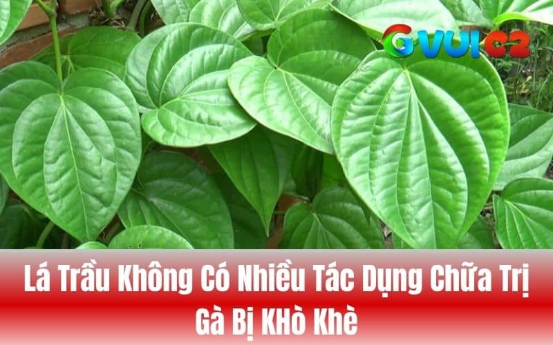Cách điều trị gà bị khò khè bằng lá trầu không Cách điều trị gà bị khò khè bằng lá trầu không