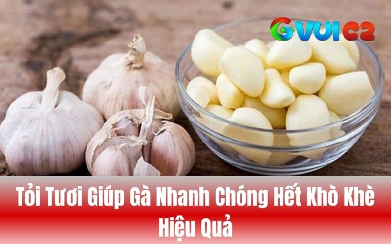 Cách điều trị gà bị khò khè bằng tỏi Cách điều trị gà bị khò khè bằng tỏi