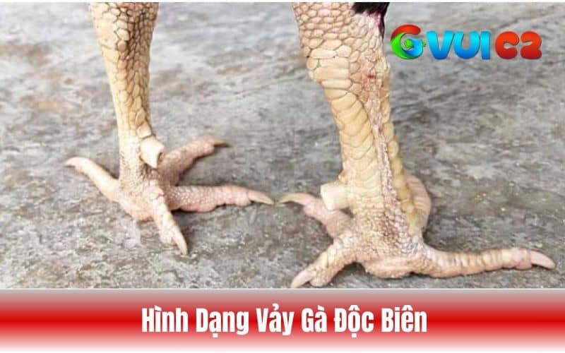 Cách nhận biết vảy gà độc biên qua hình dạng của vảy
