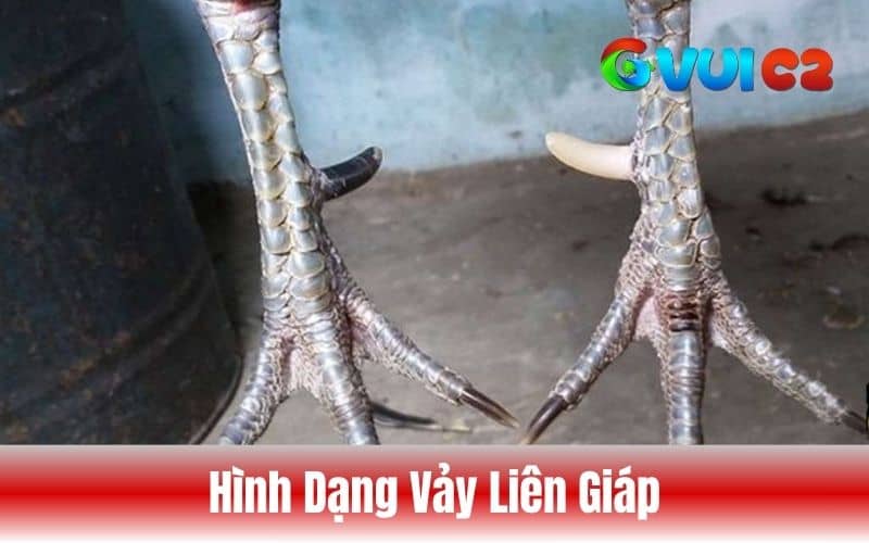 Cách nhận biết vảy gà liên giáp đơn giản qua hình dạng vảy