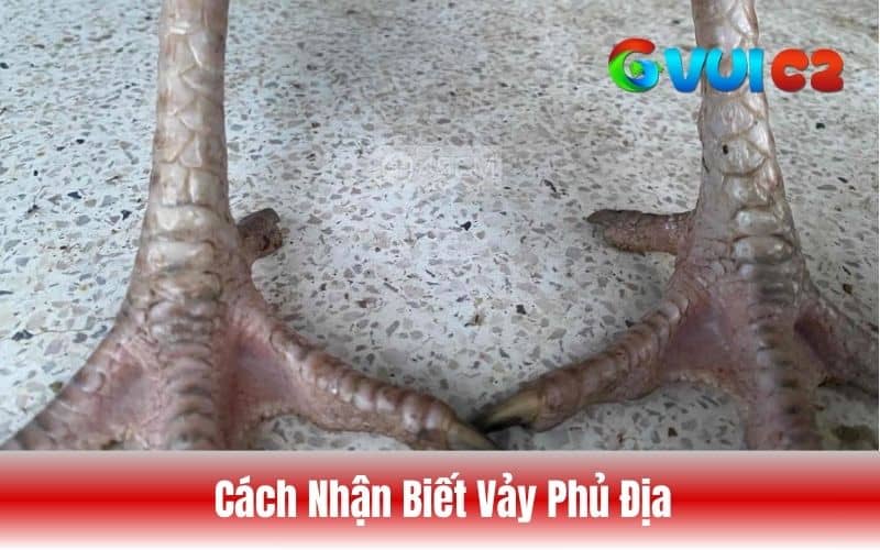 Cách nhận biết vảy phụ địa qua hình dạng, cấu trúc vảy và vị trí mọc