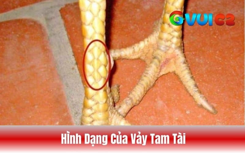 Cách nhận biết vảy tam tài qua số lượng và hình dạng vảy Cách nhận biết vảy tam tài qua số lượng và hình dạng vảy