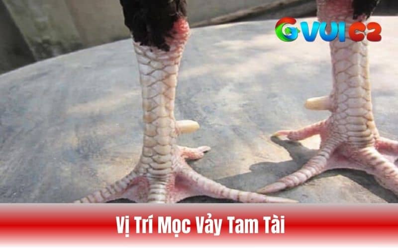 Cách nhận biết vảy tam tài qua vị trí mọc và lối đá Cách nhận biết vảy tam tài qua vị trí mọc và lối đá