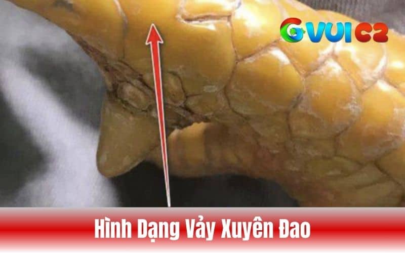 Cách nhận biết vảy xuyên đao qua hình dạng Cách nhận biết vảy xuyên đao qua hình dạng