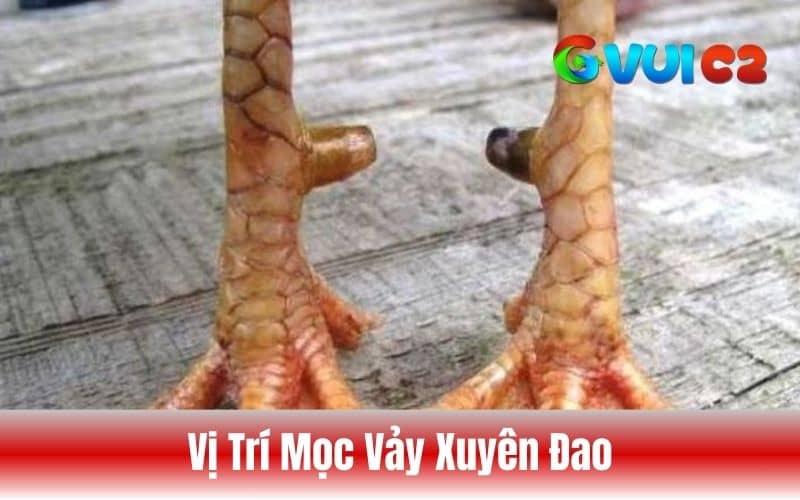 Cách nhận biết vảy xuyên đao qua vị trí mọc Cách nhận biết vảy xuyên đao qua vị trí mọc