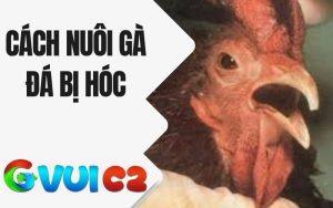Cách Nuôi Gà Đá Không Bị Hóc