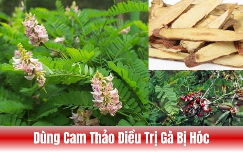 Cam thảo có thể dùng để điều trị gà đá bị hóc Cam thảo có thể dùng để điều trị gà đá bị hóc