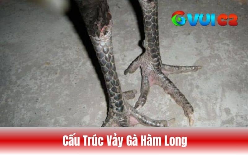 Cấu trí của vảy gà hàm long Cấu trí của vảy gà hàm long
