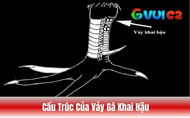 Cấu trúc của vảy gà khai hậu