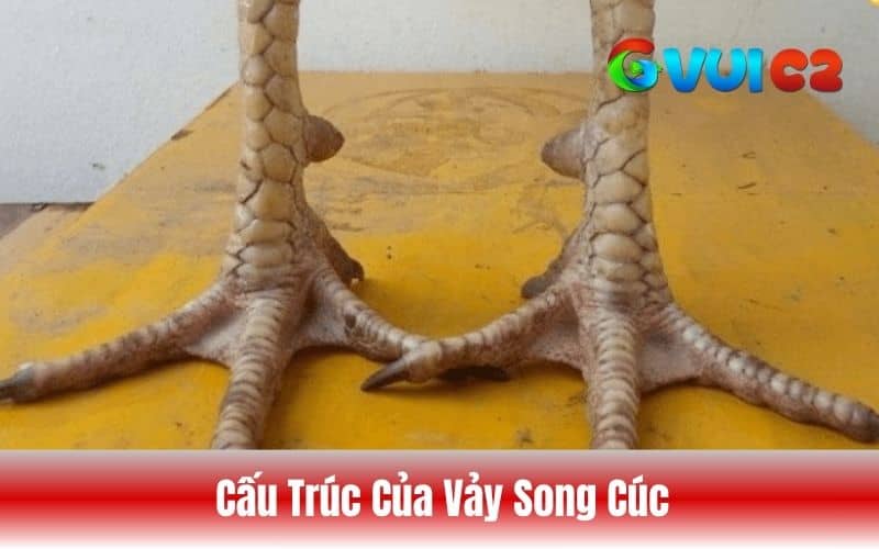 Cấu trúc của vảy gà song cúc