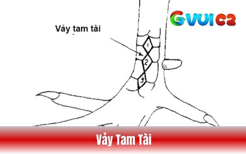 Có 3 vảy mọc liên tiếp nhau được gọi là vảy tam tài Có 3 vảy mọc liên tiếp nhau được gọi là vảy tam tài