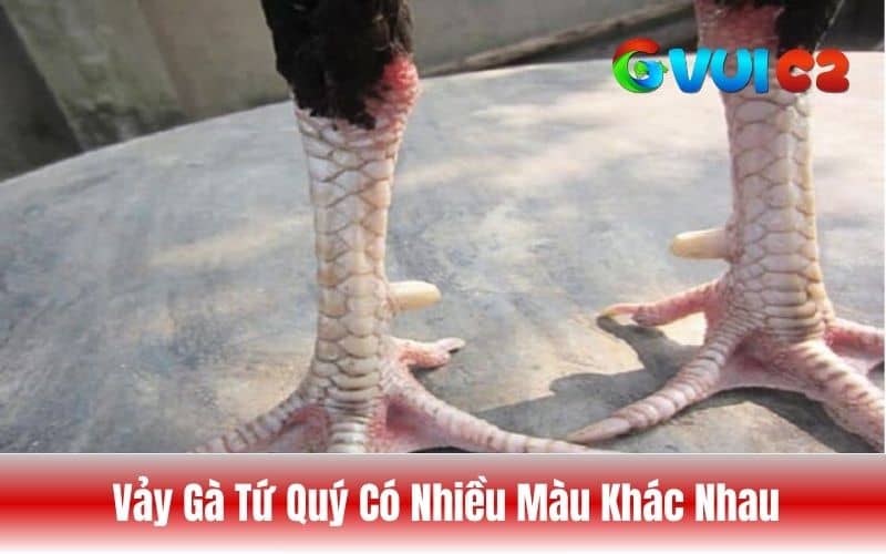 Có nhiều màu vảy tứ quý khác nhau Có nhiều màu vảy tứ quý khác nhau
