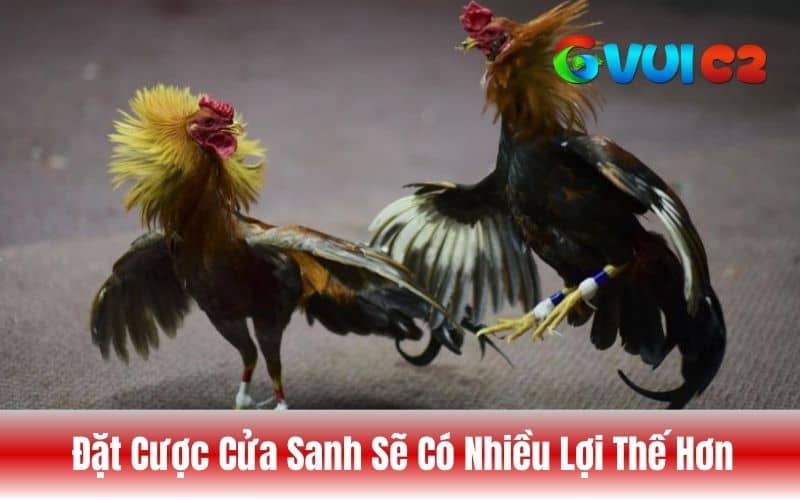 Cửa sanh là đặt cược gà mạnh hơn Cửa sanh là đặt cược gà mạnh hơn