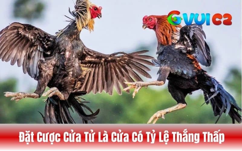 Cửa tử là đặt cược vào gà yếu hơn Cửa tử là đặt cược vào gà yếu hơn