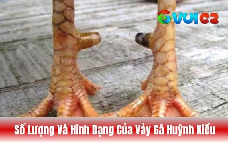 Để nhận biết vảy gà huỳnh kiều bạn cần quan sát kỹ và hình như cây cầu nhỏ Để nhận biết vảy gà huỳnh kiều bạn cần quan sát kỹ và hình như cây cầu nhỏ