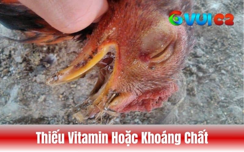 Gà bị hóc có thể do thiếu các vitamin hoặc khoán chất thiết yếu Gà bị hóc có thể do thiếu các vitamin hoặc khoán chất thiết yếu