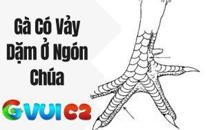 Gà Có Vảy Dặm Ở Ngón Chúa