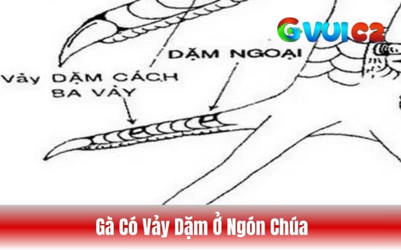 Gà có vảy dặm ở ngón chúa là vảy mọc không thành hàng ở ngón chân chúa của gà Gà có vảy dặm ở ngón chúa là vảy mọc không thành hàng ở ngón chân chúa của gà