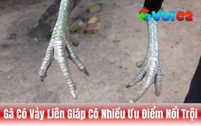 Gà có vảy liên giáp thường né đòn, phản xạ tốt và lì lợm
