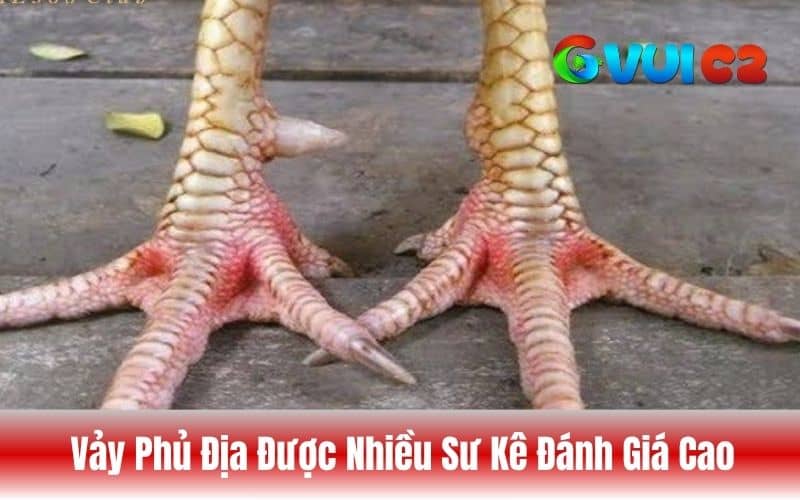 Gà có vảy phủ địa thường đá tốt nên được nhiều sư kê săn đón