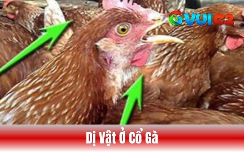 Gà đá bị hóc có thể do dị vật ở cổ Gà đá bị hóc có thể do dị vật ở cổ