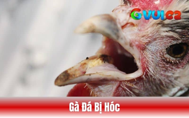 Gà đá bị hóc không phải là bệnh lý mà là hiện tượng sinh lý hoặc triệu chứng Gà đá bị hóc không phải là bệnh lý mà là hiện tượng sinh lý hoặc triệu chứng