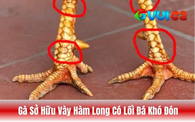 Gà sở hữu vảy hàm long có lối đá thông minh và biết canh thời cơ Gà sở hữu vảy hàm long có lối đá thông minh và biết canh thời cơ