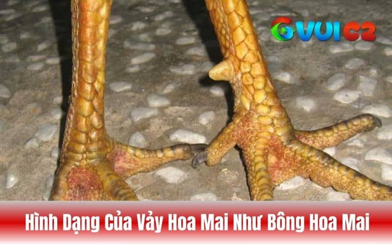 Hình dạng của vảy gà hoa mai Hình dạng của vảy gà hoa mai