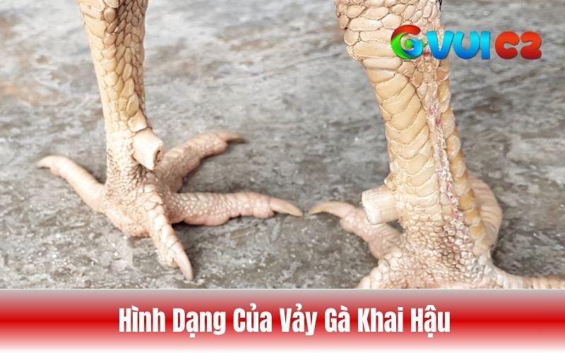 Hình dạng của vảy gà khai hậu