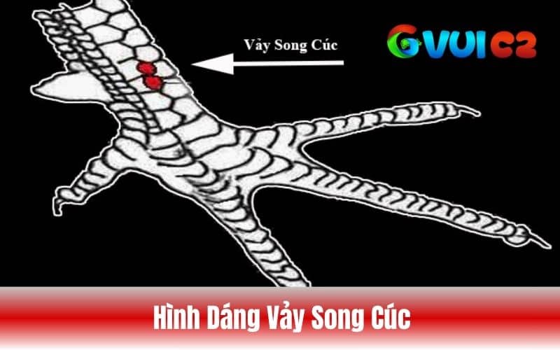 Hình dạng của vảy gà song cúc
