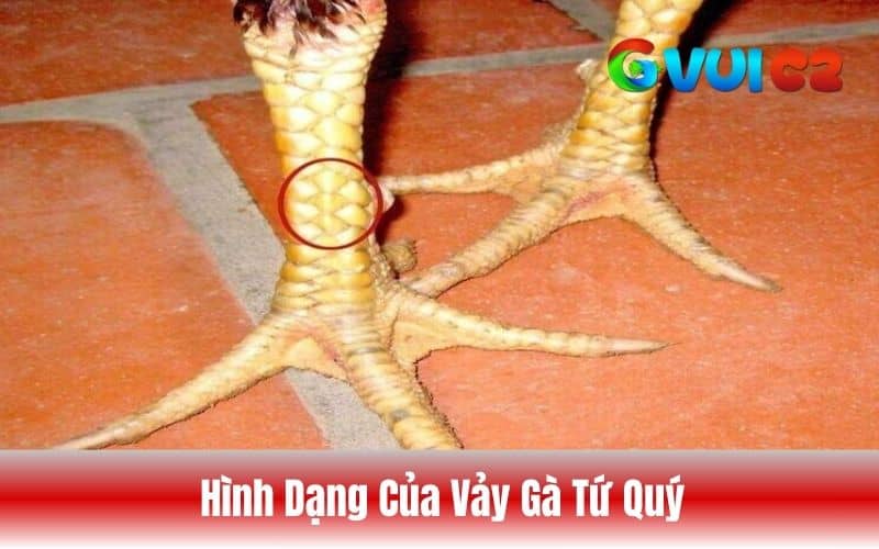 Hình dạng của vảy tứ quý khá dễ nhận biết do có 4 vảy mọc liền nhau Hình dạng của vảy tứ quý khá dễ nhận biết do có 4 vảy mọc liền nhau
