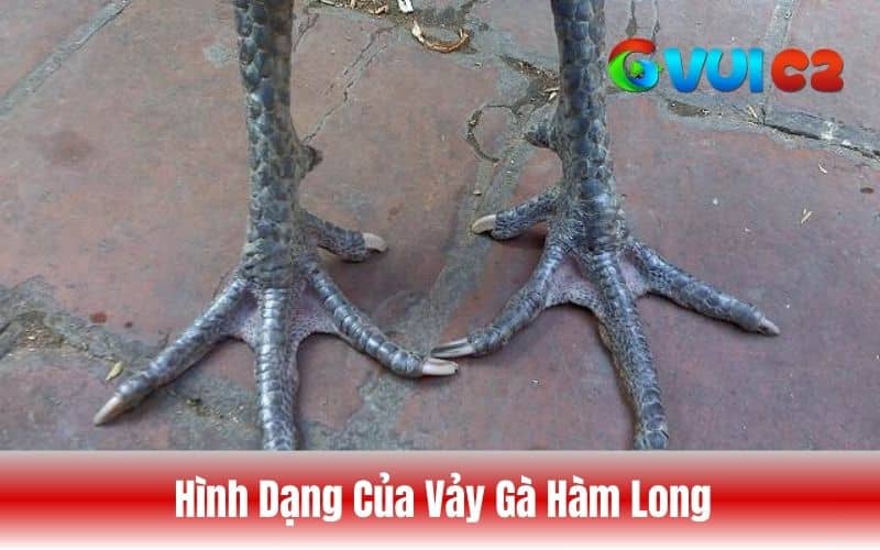 Hình dạng vảy gà hàm long Hình dạng vảy gà hàm long