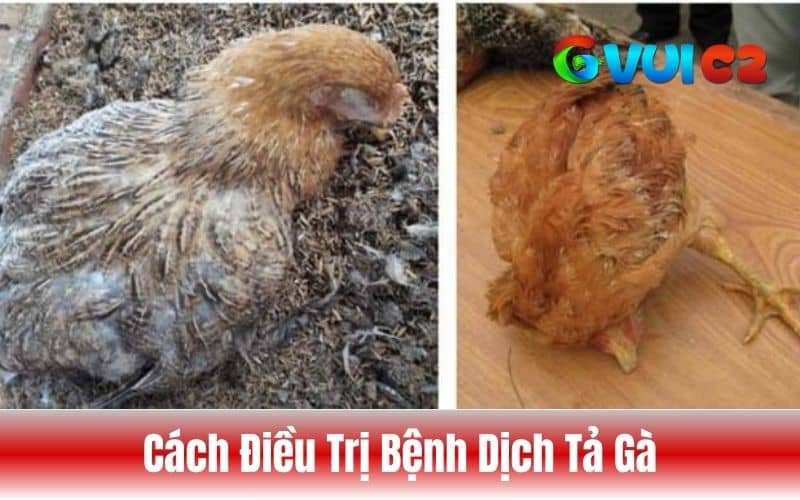 Hướng dẫn cách điều trị bệnh dịch tả gà