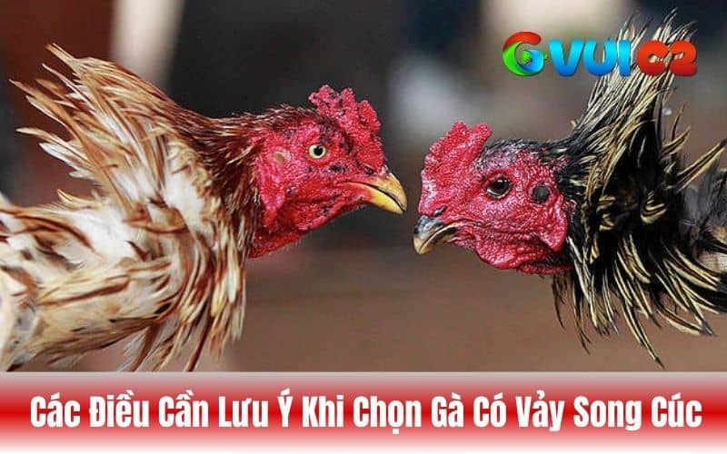 Những điều cần lưu ý khi chọn gà có vảy song cúc để thi đấu