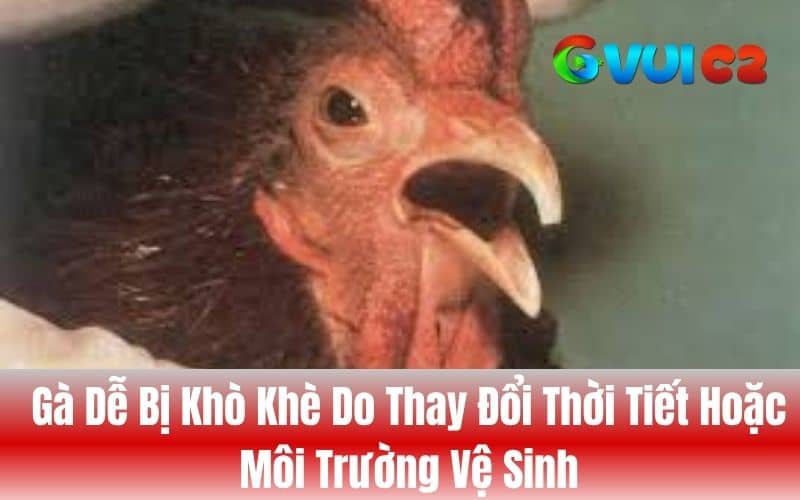 Những nguyên nhân gà bị khò khè Những nguyên nhân gà bị khò khè